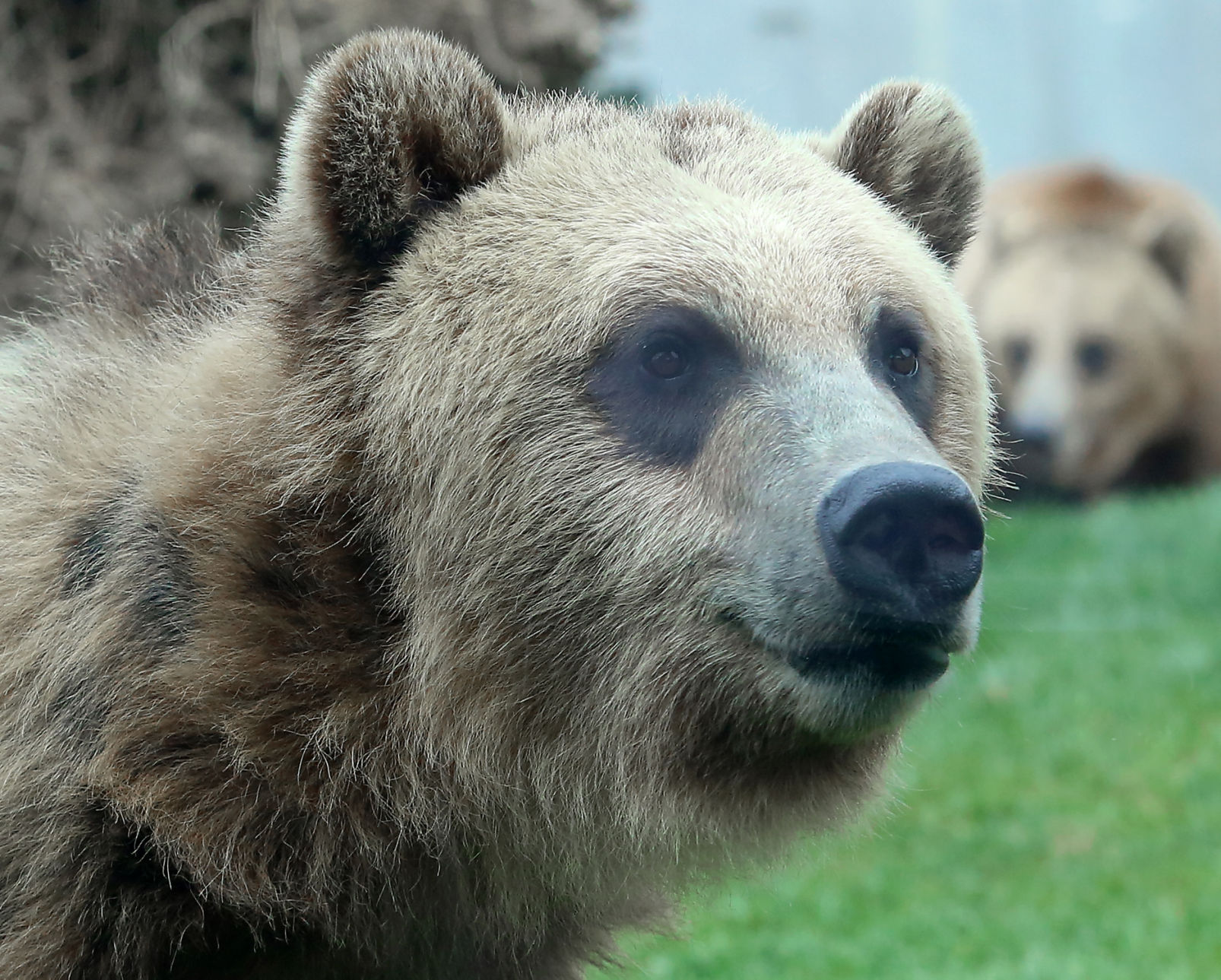 Grizzly bear